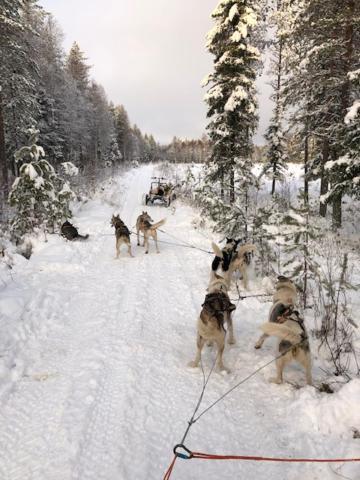 Arctic Suite Evakko Rovaniemi Eksteriør billede